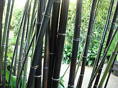 452 Longwood Gardens [2008 August 23]